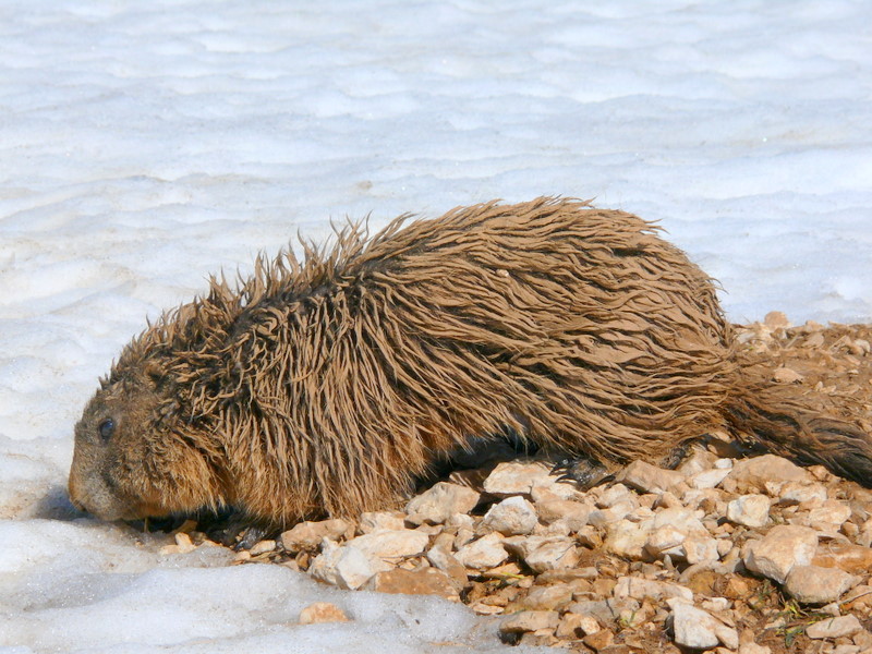 Boccoli d''oro -  Marmotte del Monte Baldo